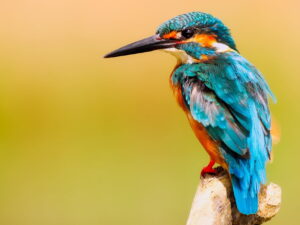 kingfisher bird