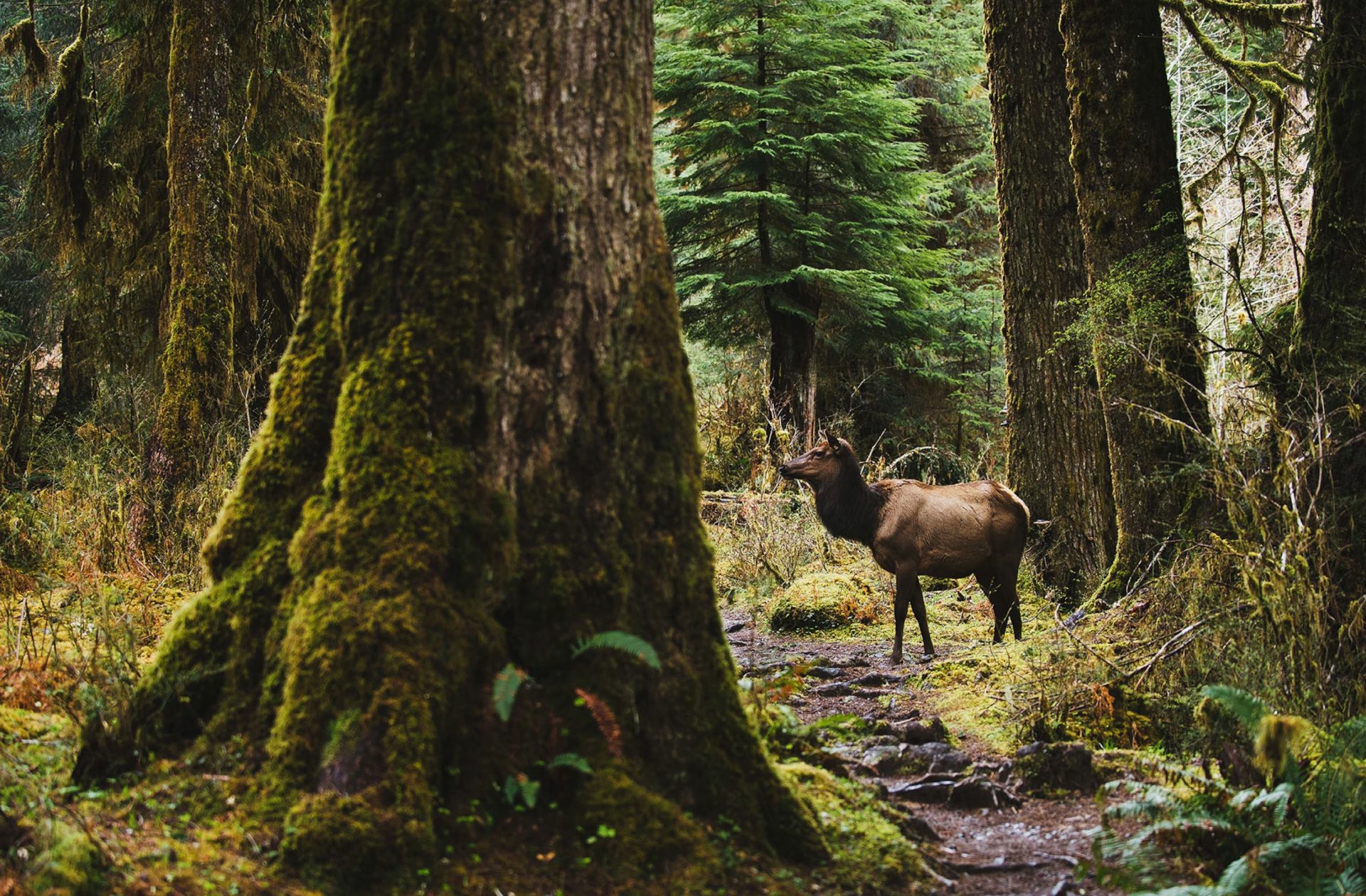 Olympic National Park – Washington